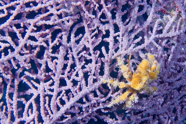 Um caranguejo laranja sobre um coral duro violeta em Cebu Portugal — Fotografia de Stock