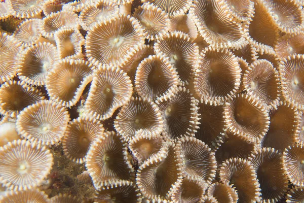 Коралові макрос деталі, як квіти в Себу, Філіппіни — стокове фото