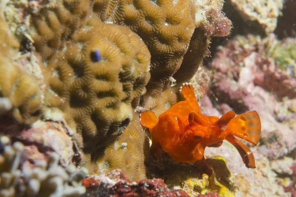 Un pez rana en macro coral duro en Cebú Filipinas —  Fotos de Stock