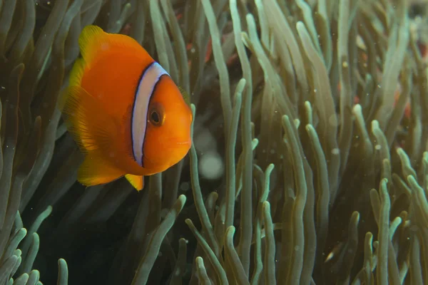 Un pesce pagliaccio isolato che ti guarda a Cebu Filippine — Foto Stock