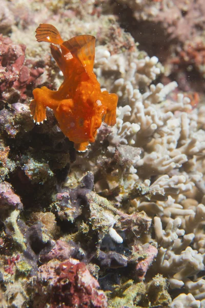 Sert mercan makro cebu Filipinler'de bir kurbağa balık — Stok fotoğraf