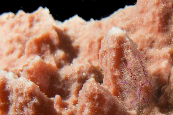 An hairy crab hanging on a red sponge in Cebu Philippines — Stock Photo, Image