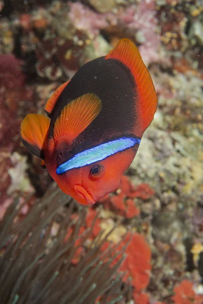 Un pesce pagliaccio isolato che ti guarda a Cebu Filippine — Foto Stock