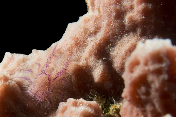 Crab włochate wieszanie na czerwonej gąbki w cebu Filipiny — Zdjęcie stockowe