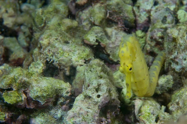 A yellow female sea horse looking at you in Cebu Philippines — Stock Photo, Image