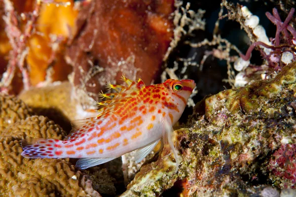 A small red hawk fish on a Hard coral in Raja Ampat, Papua Indonesia — Stock Photo, Image