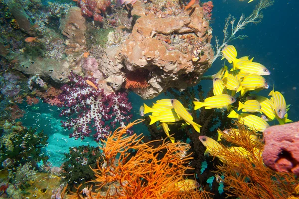 The colorful underwater realms of Raja Ampat, Papua Indonesia — Stock Photo, Image