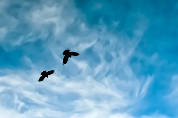 Two crow silhouette in the painted blue mountain sky — Stock Photo, Image