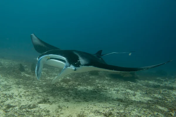 Una Manta aislada en el fondo azul — Foto de Stock