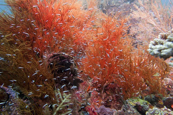 De färgglada Undervatten sfärerna av raja ampat, papua Indonesien — Stockfoto