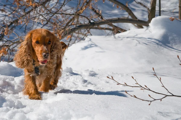 Bir köpek yürüdüğün beyaz kar — Stok fotoğraf