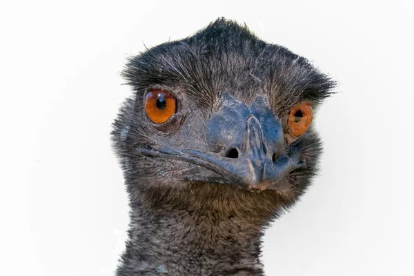 Australian Ostrich cabeza de cerca mirándote sobre fondo blanco — Foto de Stock