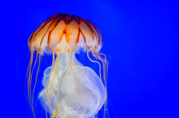 En manet på nära håll i det djupa blå havet — Stockfoto