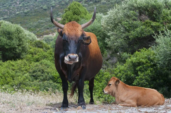 Een Sardijnse koe en haar kalf terwijl op zoek naar jou — Stockfoto