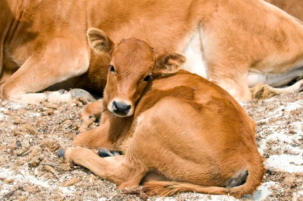 Una ternera mirándote mientras estás sentada cerca de la madre de la vaca —  Fotos de Stock