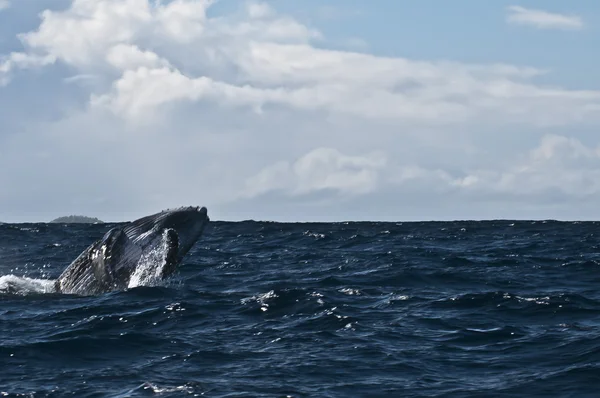 Горбатий кит руйнується і стрибає в блакитному полінезійському морі — стокове фото