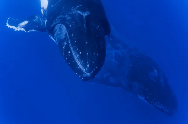 Dos ballenas jorobadas bajo el agua cayendo en el mar azul polinesio —  Fotos de Stock