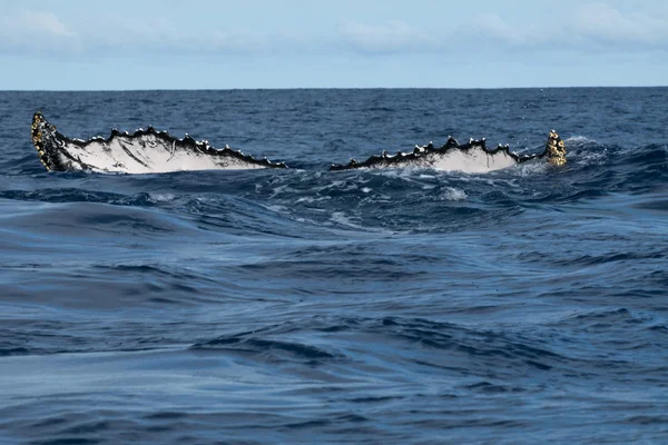 Queue de rorqual à bosse descendant en mer polynésienne bleue — Photo