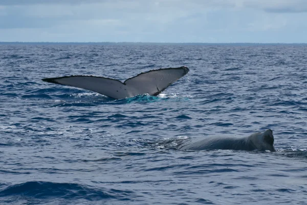 Cola de ballena jorobada cayendo en mar azul polinesio — Foto de Stock