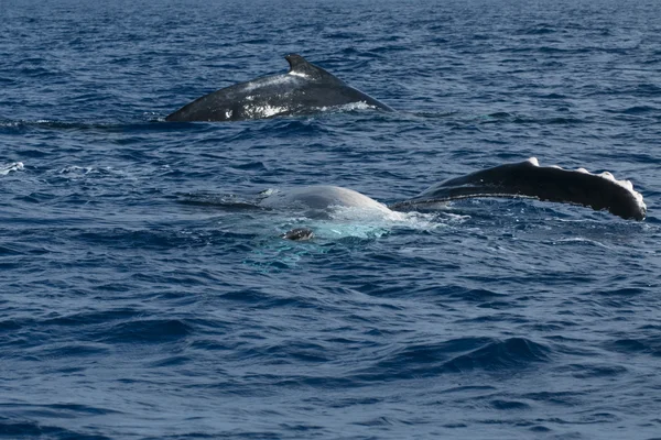 Humpback paus ekor akan turun di laut polinesia biru — Stok Foto