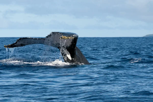 Cola de ballena jorobada cayendo en mar azul polinesio —  Fotos de Stock