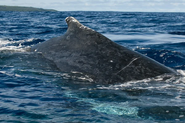 Enorme primo piano Humpback balena indietro e la coda scendendo in blu mare polinesiano — Foto Stock