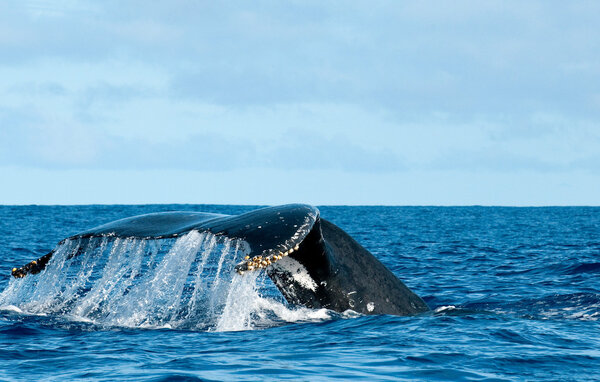 Humpback whale tail going down in blue polynesian sea