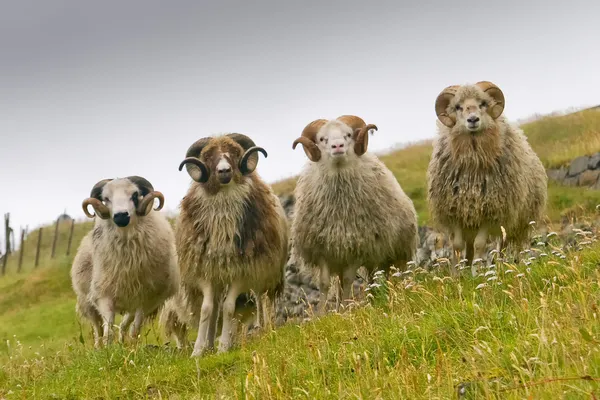 Cuatro ovejas carnero blanco con cuernos largos mirándote de cerca —  Fotos de Stock