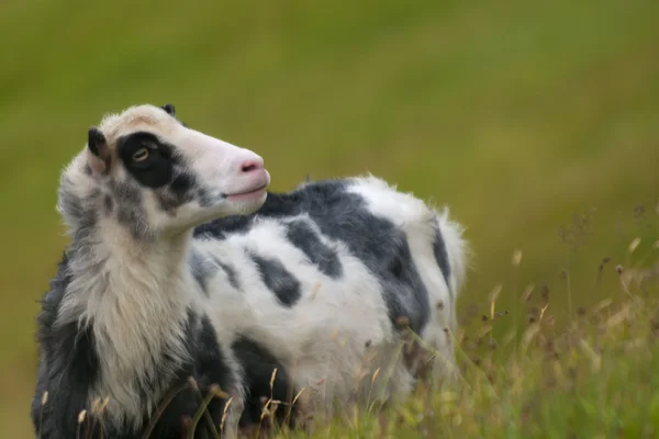 Uma ovelha preta e branca no fundo de grama verde — Fotografia de Stock
