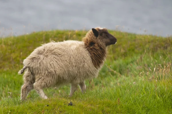Una oveja blanca y marrón en el fondo azul del mar y la hierba —  Fotos de Stock