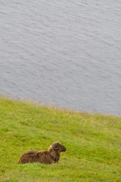 Un mouton blanc et brun sur fond de mer bleue et d'herbe — Photo