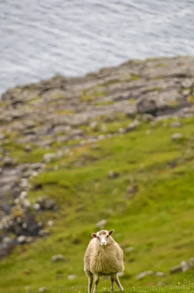 Un mouton blanc sur le fond bleu de la mer et de la falaise d'herbe — Photo