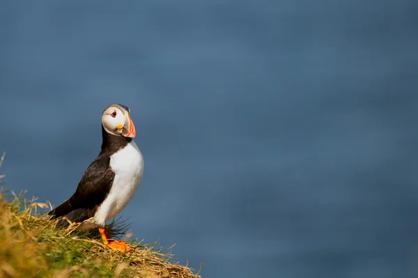 En färgglad puffin porträtt isolerade i naturlig miljö på blå bakgrund — Stockfoto