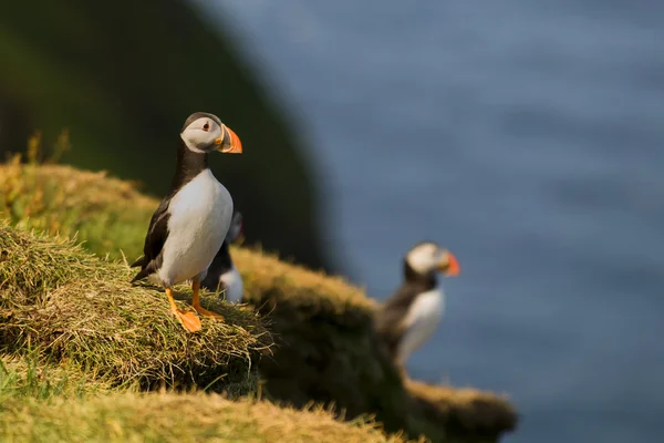 Zwei bunte Papageientaucher Porträt isoliert in natürlicher Umgebung auf blauem Hintergrund — Stockfoto