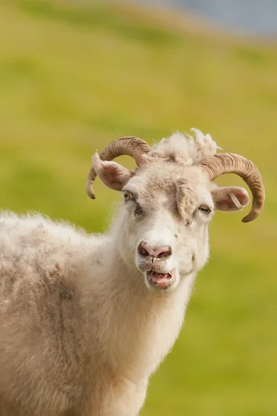 En stor vit ram får med långa horn tittar på dig på nära håll — Stockfoto