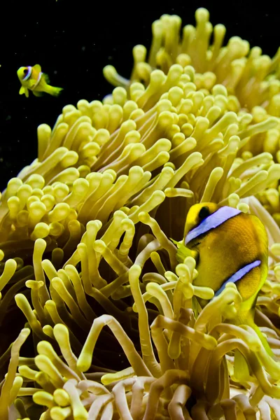 A clown fish portrait in the black background — Stock Photo, Image