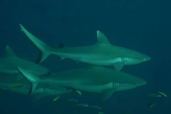 En haj käkar och ögat på nära håll vattnet tittar på dig redo att attackera — Stockfoto