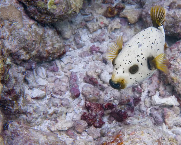 Un pesce palla colorato che ti guarda alle Maldive — Foto Stock