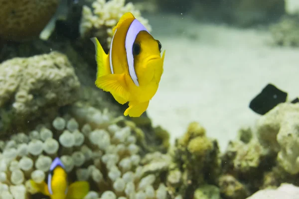 En clown fisk försvarar dess boet stående — Stockfoto