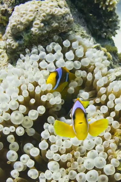 レッド海のピエロ魚家族の肖像画 — ストック写真