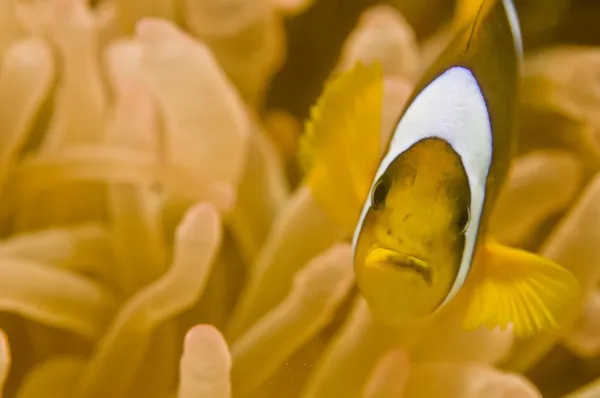 レッド海のピエロ魚クローズ アップの肖像画 — ストック写真