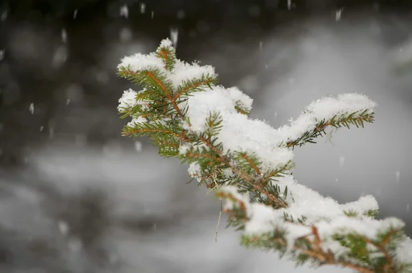 Kış döneminde çam yağan kar pul — Stok fotoğraf