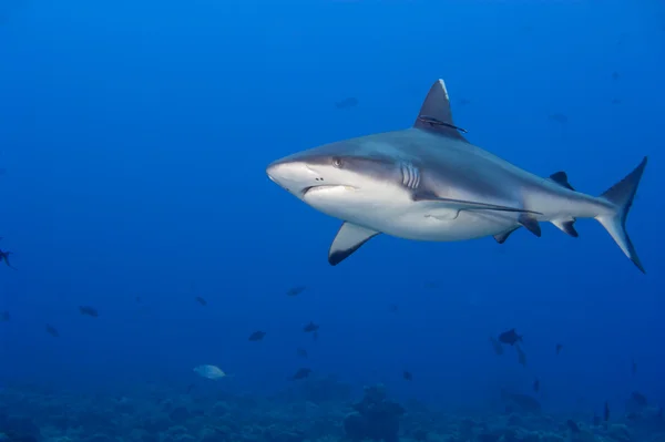 A grey shark jaws ready to attack underwater close up portrait Royalty Free Stock Images