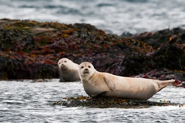 Seal animal Stock Photos, Royalty Free Seal animal Images | Depositphotos Seal animal Stock Photos, Royalty Free Seal animal Images | Depositphotos