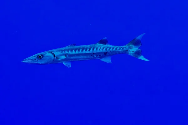 Ερυθρά θάλασσα barracuda κοντινό πλάνο πορτρέτο — Φωτογραφία Αρχείου