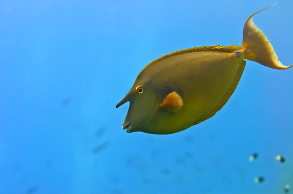 紅海 hunicorn 魚をクローズ アップの肖像画 — ストック写真