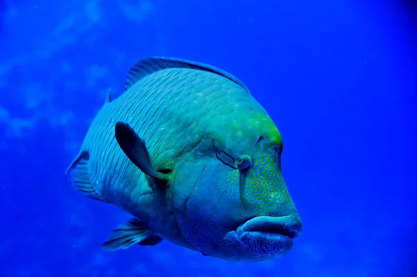 Red Sea Napoleon Fish close up portrait — Stock Photo, Image