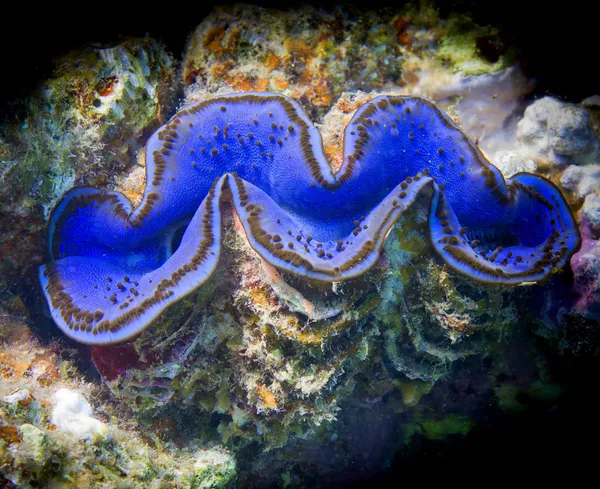 Синий моллюск Красного моря крупным планом — стоковое фото