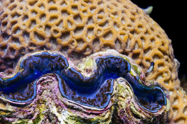 Red Sea blue giant clam close up portrait — Stock Photo, Image