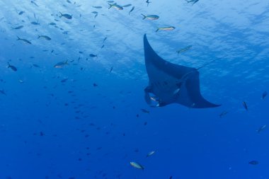 A manta in the deep blue ocean clipart
